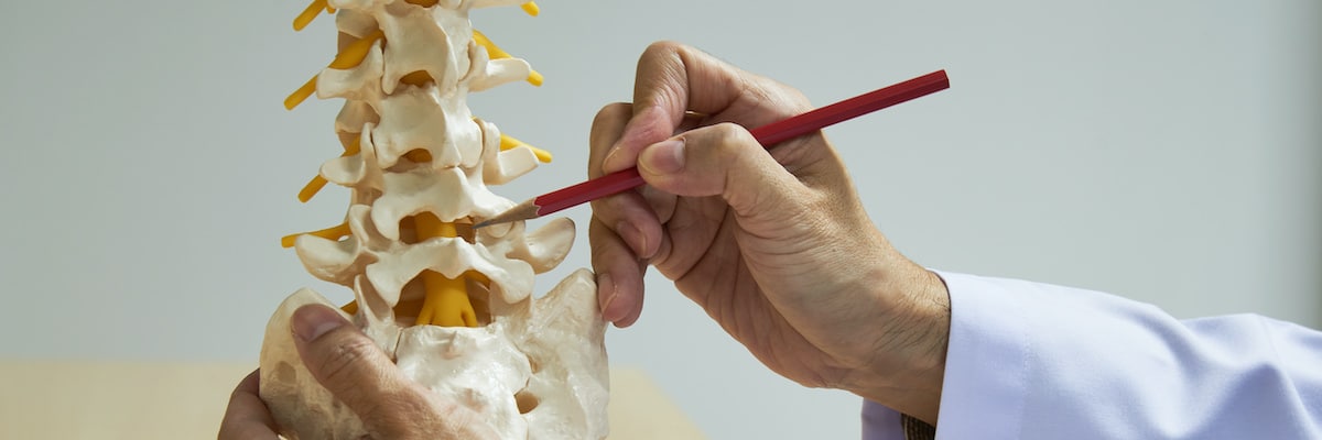 Medical professional marks a spine model with a red pencil to illustrate vertebrae