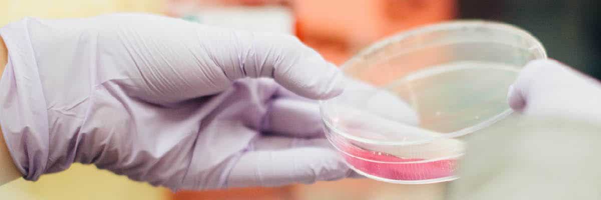 Gloved hand holding a Petri dish with pink growth medium in a lab setting, close-up view.